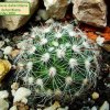 Mammillaria _deherdtiana_ ssp.deherdtiana _03